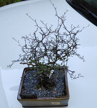 Load image into Gallery viewer, Corokia Cotoneaster Bonsai - The Hardy Beginner Bonsai
