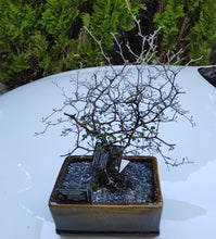 Load image into Gallery viewer, Corokia Cotoneaster Bonsai - The Hardy Beginner Bonsai

