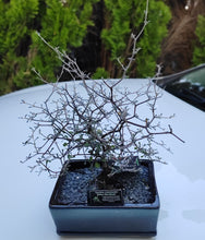 Load image into Gallery viewer, Corokia Cotoneaster Bonsai - The Hardy Beginner Bonsai
