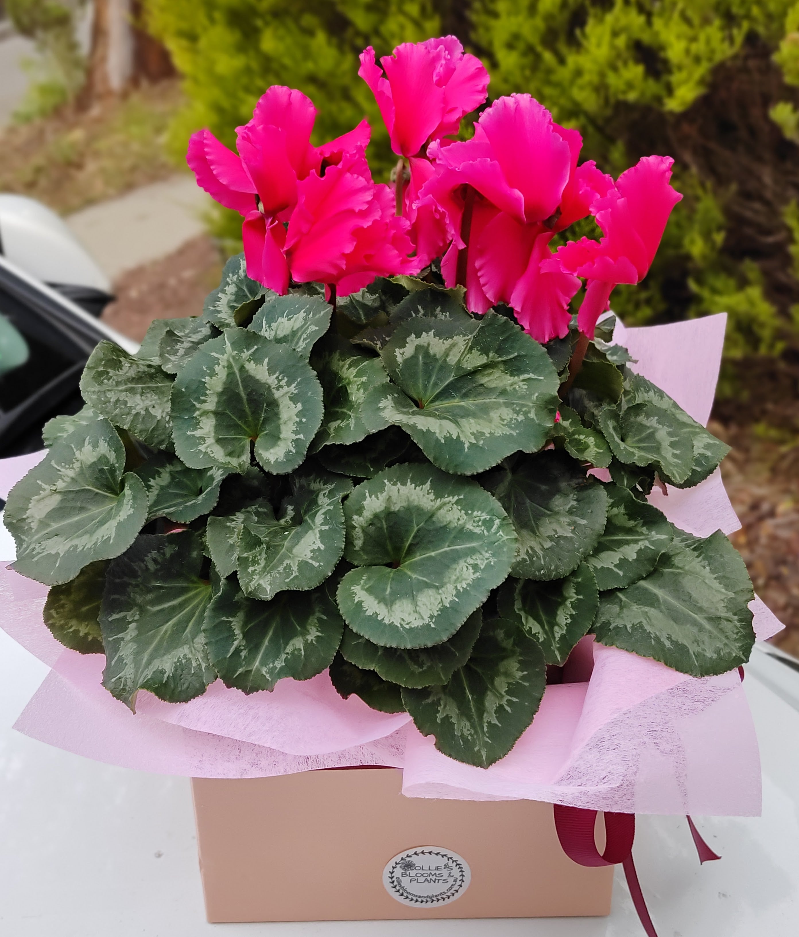 Cyclamen -  Flowering Pink Cyclamen Gift Wrapped in Large Box