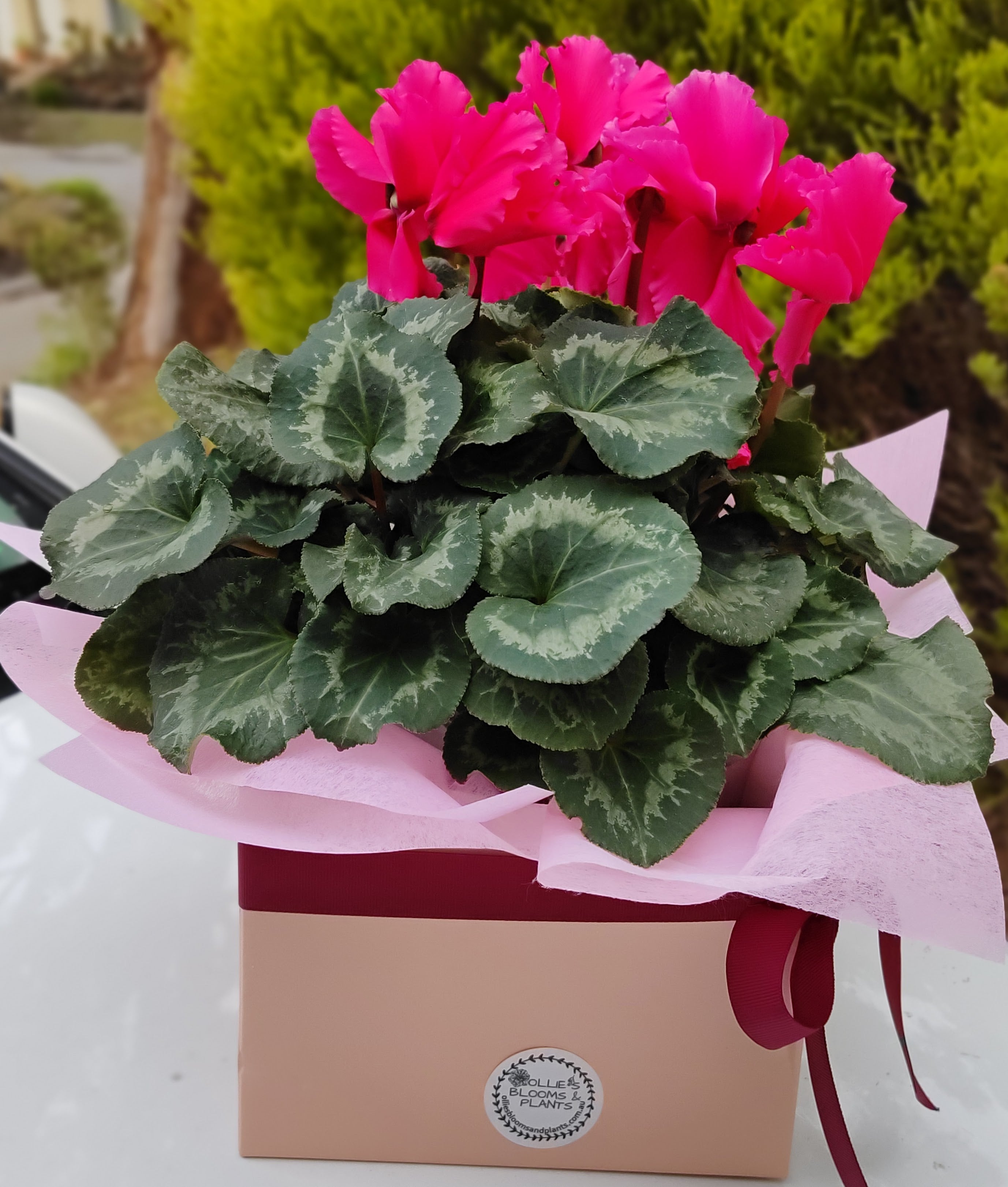 Cyclamen -  Flowering Pink Cyclamen Gift Wrapped in Large Box