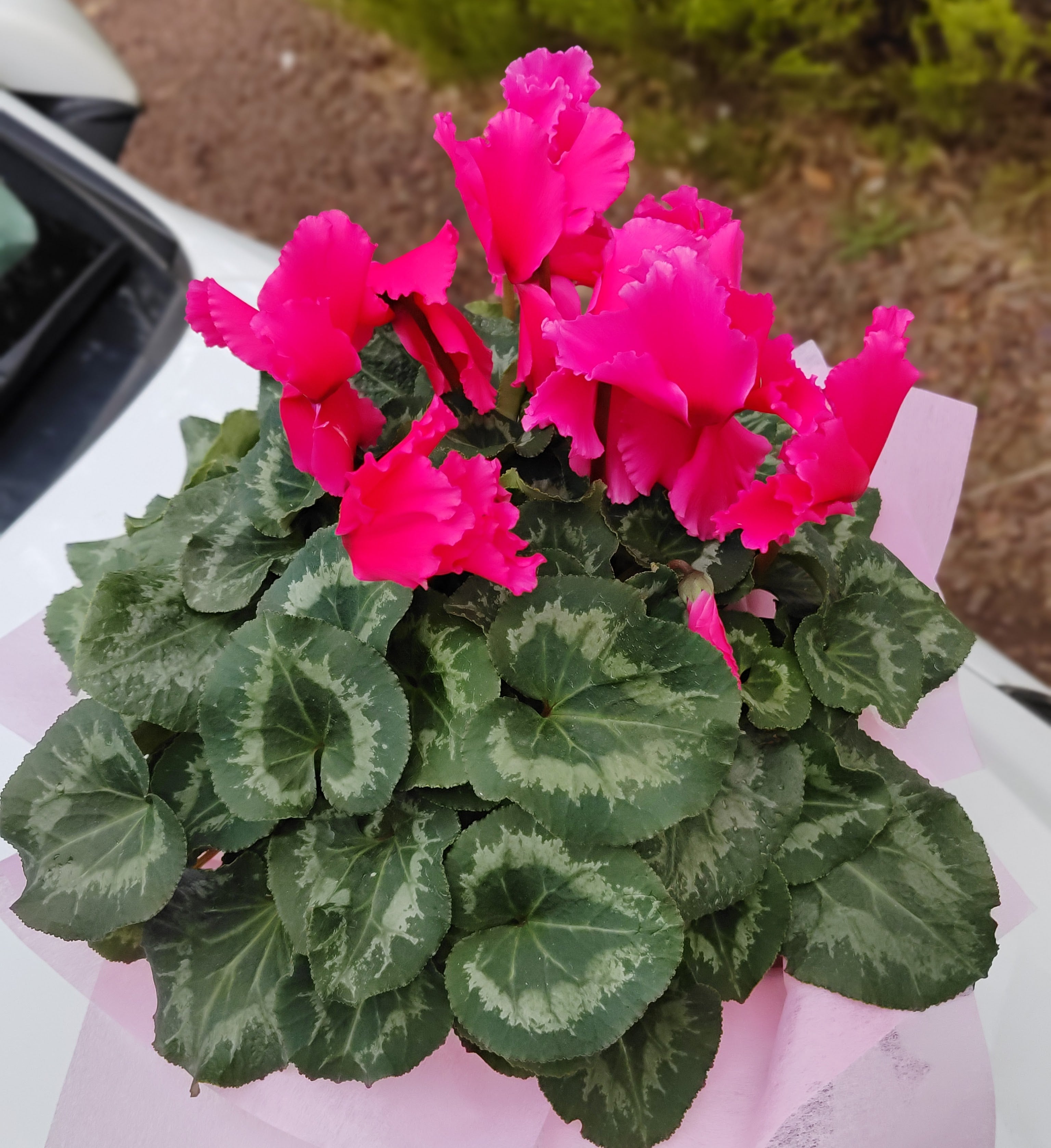 Cyclamen -  Flowering Pink Cyclamen Gift Wrapped in Large Box