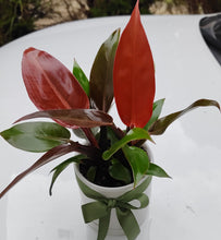Load image into Gallery viewer, Philodendron Congo Orange Fire in White Ceramic Pot - lush &amp; healthy
