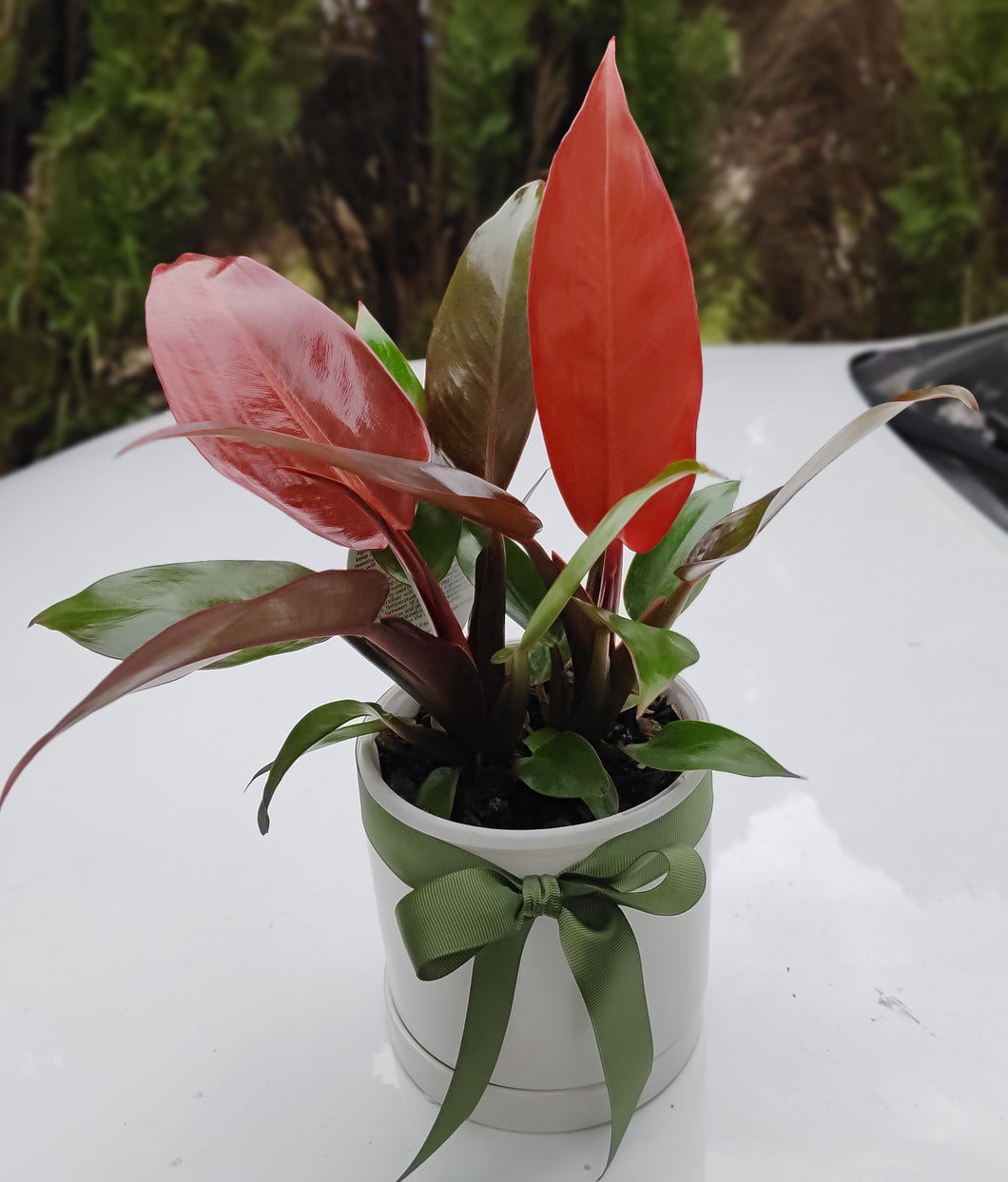 Philodendron Congo Orange Fire in White Ceramic Pot - lush & healthy