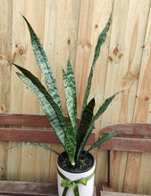 Load image into Gallery viewer, Karen -  Snake &quot;Sansevieria&quot; Extra Tall Indoor Plant
