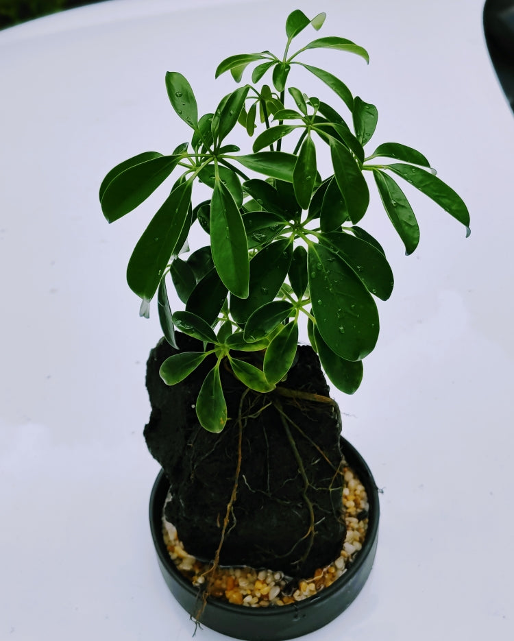 Life on the Rocks Living Plant 