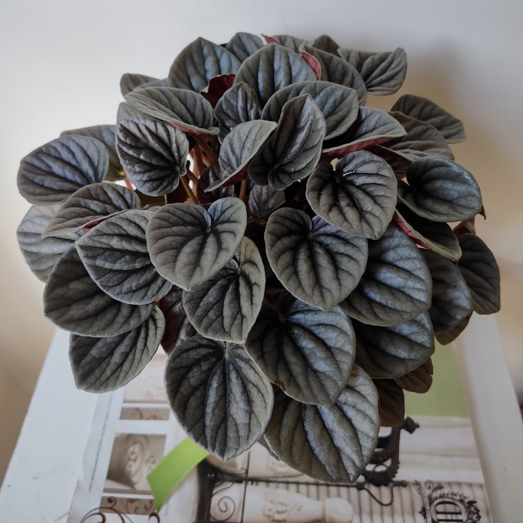 Peperomia Frosty - Lush and Healthy Indoor Plant in White Ceramic Pot