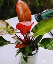 Load image into Gallery viewer, Philodendron Congo Orange Fire -  Large &amp; Lush
