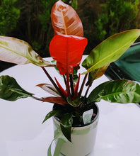Load image into Gallery viewer, Philodendron Congo Orange Fire -  Large &amp; Lush
