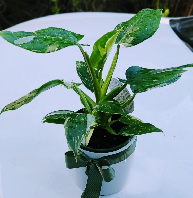 Philodendron White Princess in White Ceramic Pot - Unique Plant Collector