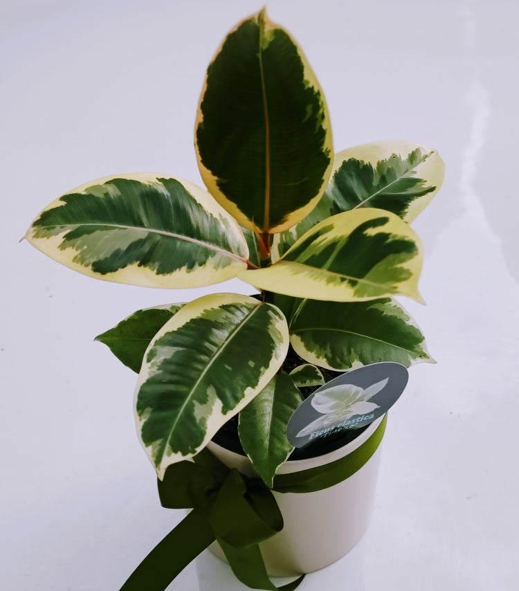 Ficus Elastica Tineke - Variegated Green & White Rubber Plant in White Ceramic Pot