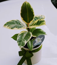 Load image into Gallery viewer, Ficus Elastica Tineke - Variegated Green &amp; White Rubber Plant in White Ceramic Pot
