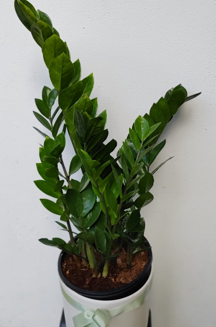 zanzibar gem indoor plants Zanzibar Gem
