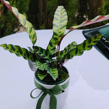 Load image into Gallery viewer, Calathea Lancifolia Rattlesnake Houseplant in White Ceramic Pot
