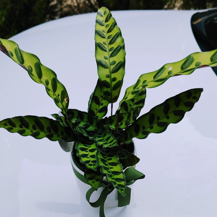 Calathea Lancifolia Rattlesnake Houseplant in White Ceramic Pot