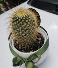 Load image into Gallery viewer, Lonely Cactus - Mammilaria Magnifica in White ceramic pot/vase
