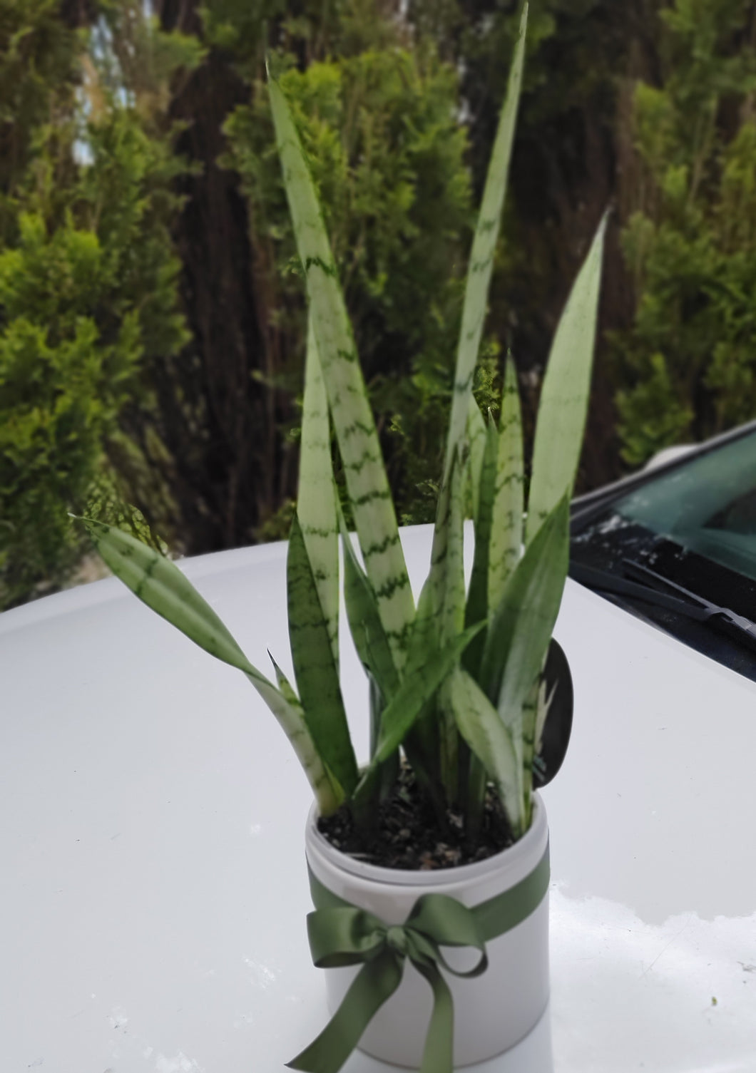 Sansevieria trifasciata 'Silver Princess' in white ceramic pot - Collector Favourite
