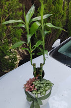 Load image into Gallery viewer, Lucky Bamboo Garden with Assorted Mini Plants in White Ceramic Pot
