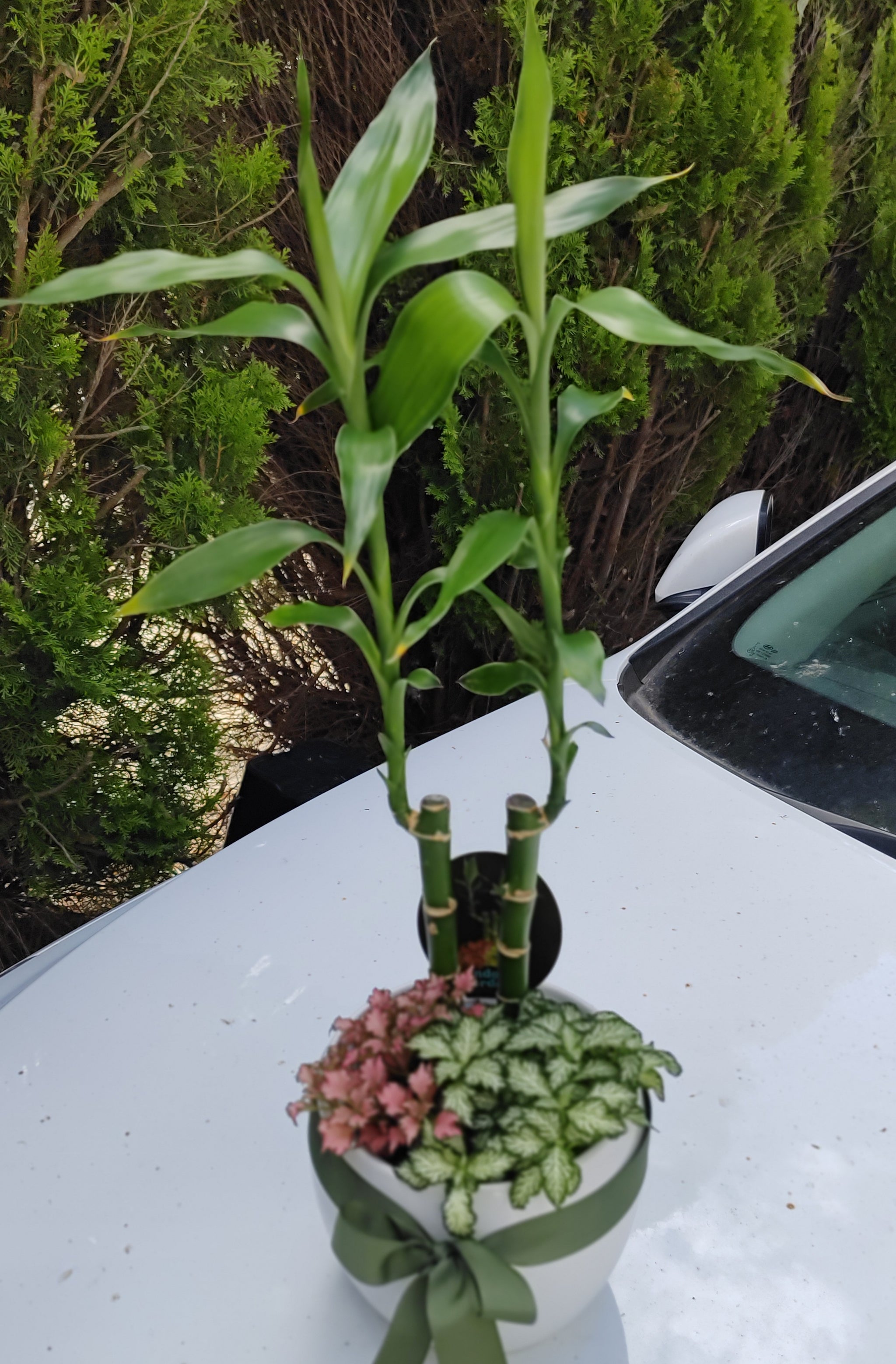 lucky bamboo melbourne Lucky Bamboo Garden with Assorted Mini Plants in White Ceramic Pot –  Ollie's Blooms & Plants