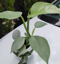 Load image into Gallery viewer, Philodendron Silver Sword in White Ceramic Pot - Unique Plant Collector
