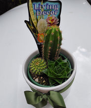 Load image into Gallery viewer, 3 Cactus in White ceramic pot
