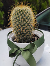 Load image into Gallery viewer, Lonely Cactus - Mammilaria Magnifica in White ceramic pot/vase

