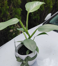 Load image into Gallery viewer, Philodendron Silver Sword in White Ceramic Pot - Unique Plant Collector
