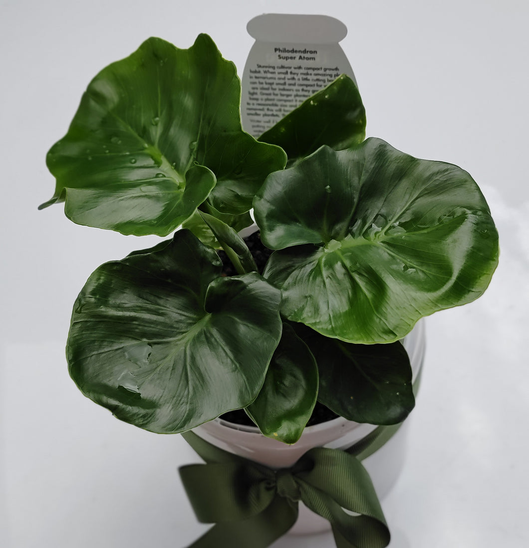 Philodendron Super Atom in White Ceramic Pot - Lush & Unique Plant Collector