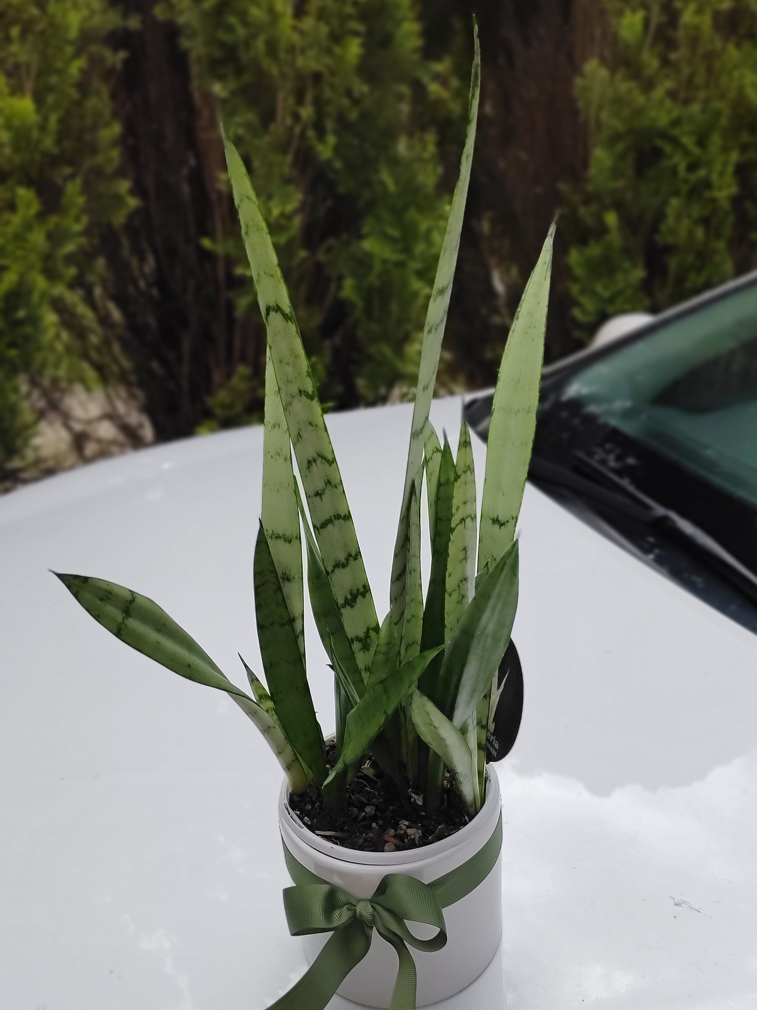 silver princess sansevieria Sansevieria trifasciata 'Silver Princess' in white ceramic pot
