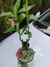 Load image into Gallery viewer, Lucky Bamboo Garden with Assorted Mini Plants in White Ceramic Pot
