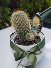Load image into Gallery viewer, Lonely Cactus - Mammilaria Magnifica in White ceramic pot/vase
