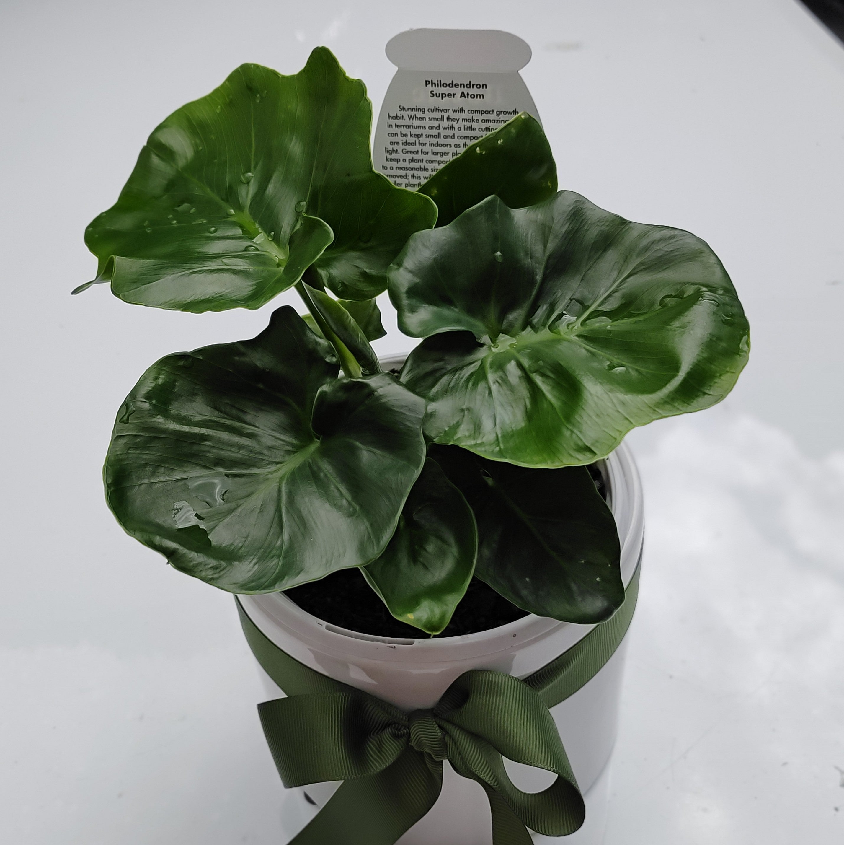 Philodendron Super Atom in White Ceramic Pot - Lush & Unique Plant Collector