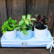 Load image into Gallery viewer, Three Bundles of Joys - Set of 3 Mini Plants in Ceramic Pots
