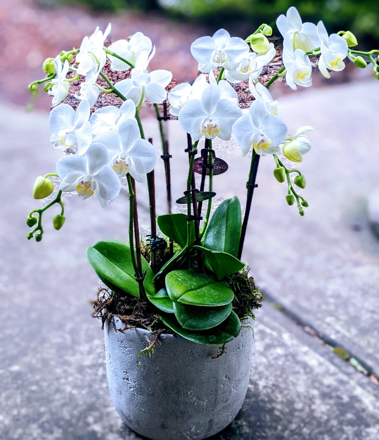 Triple Elegance - 3 Plants Medium White Phalaenopsis Orchid Double Stems (6 Stems)