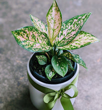 Load image into Gallery viewer, Aglaonema Variegated Pink in White Ceramic Pot
