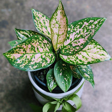 Load image into Gallery viewer, Aglaonema Variegated Pink in White Ceramic Pot
