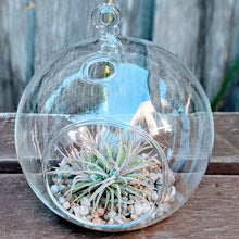 Load image into Gallery viewer, Tillandsia - Living Air Plant in Hanging Glass Bowl
