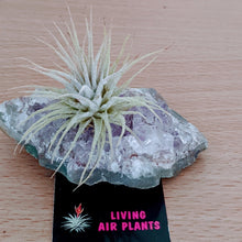 Load image into Gallery viewer, Tillandsia - Living Air Plant on Chrystal Stone
