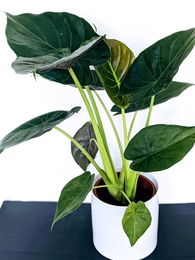 Alocasia Wentii - Tall & Large Jungle Indoor Plant