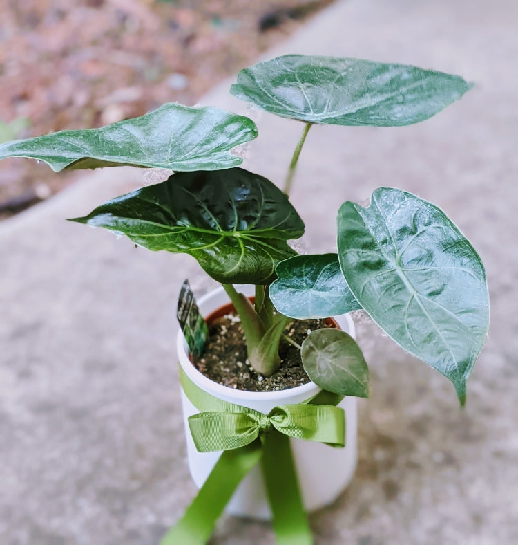 Alocasia Wentii - Jungle Indoor Plant in White Ceramic Pot