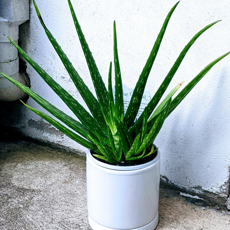 Aloe Vera Chinensis - Sinningia Bullata Indoor Plant in White/Grey Ceramic Pot