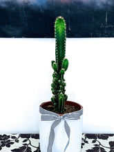 Load image into Gallery viewer, Tall Architectural Designer Cactus
