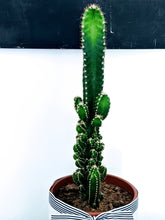 Load image into Gallery viewer, Tall Architectural Designer Cactus
