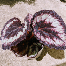Load image into Gallery viewer, Begonia Rex Kotobuki - Showy Foliage Houseplant
