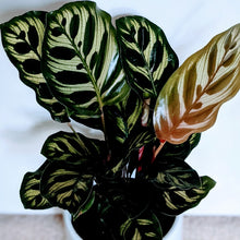 Load image into Gallery viewer, Calathea Makoyana - Showy Peacock Houseplant in White Ceramic Pot
