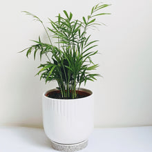 Load image into Gallery viewer, Parlour Palm - Chamaedorea Elegans in White, Cream or Pink Pot
