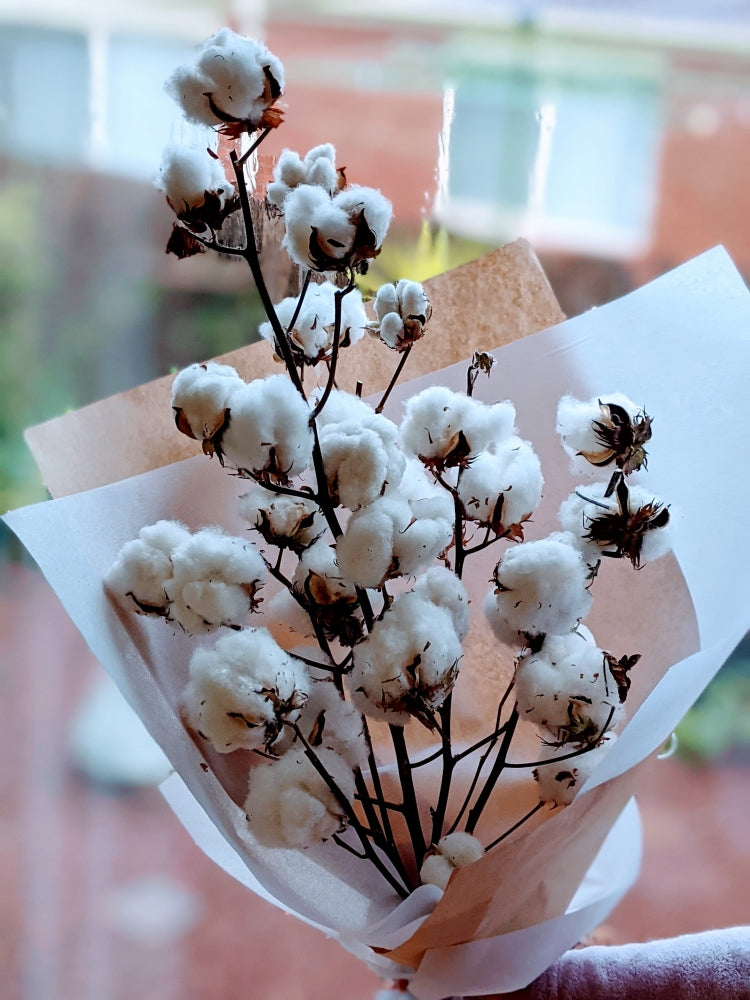 Cotton Balls Blooms -  Lush & Majestic Everlasting Dried Cotton Blooms