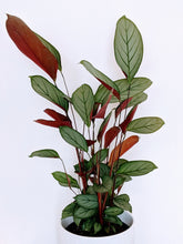 Load image into Gallery viewer, Ctenanthe Grey Star - Tall Attractive Lush Foliage

