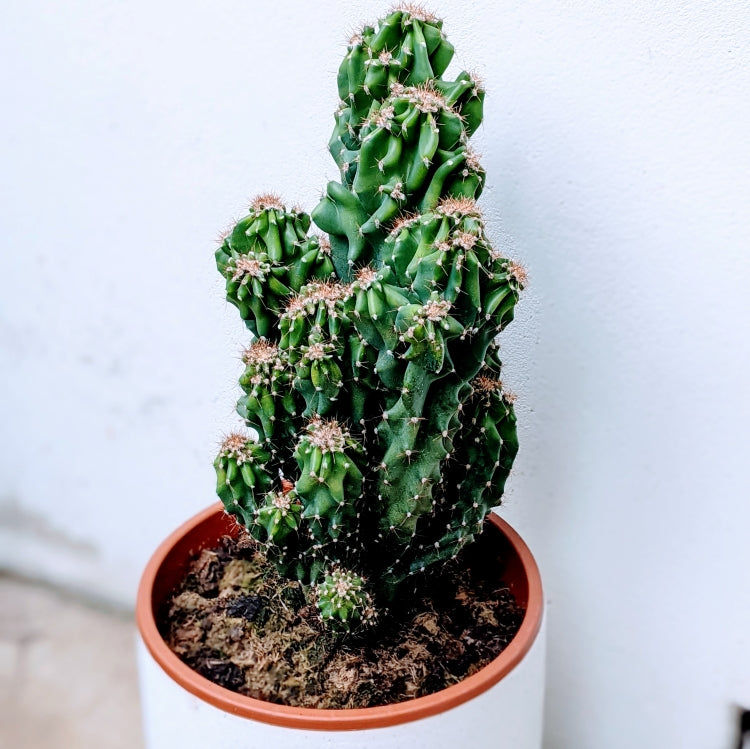 Ornamental Designer Cactus – Ollie's Blooms & Plants