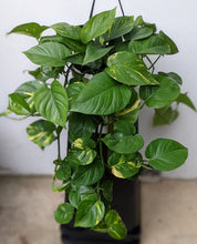 Load image into Gallery viewer, Devil&#39;s Ivy - Large &amp; Lush Variegated Green Cascading Indoor Plant
